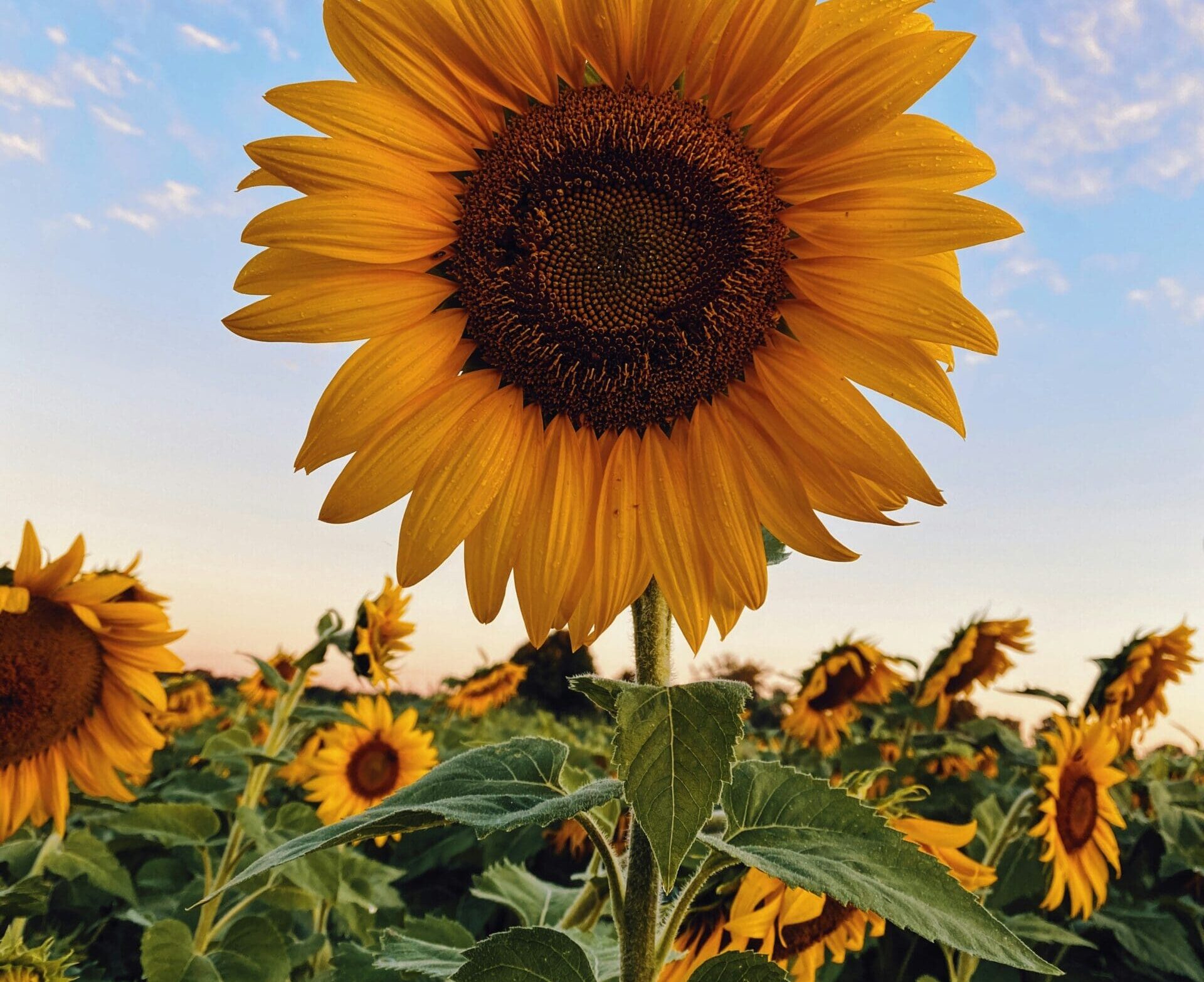 Close-up of a bright yellow sunflower in bloom against a blue sky